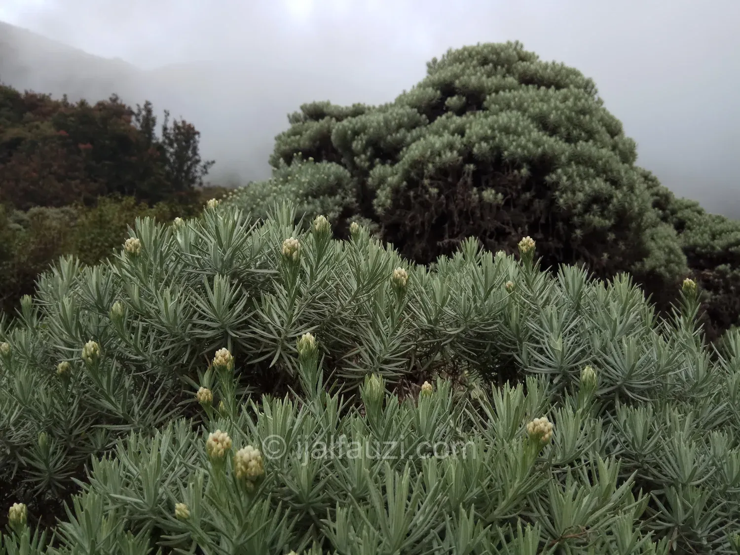 Fun Hiking to Papandayan