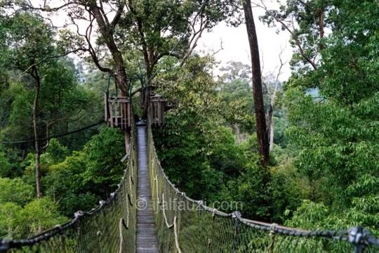 Canopy Bridge