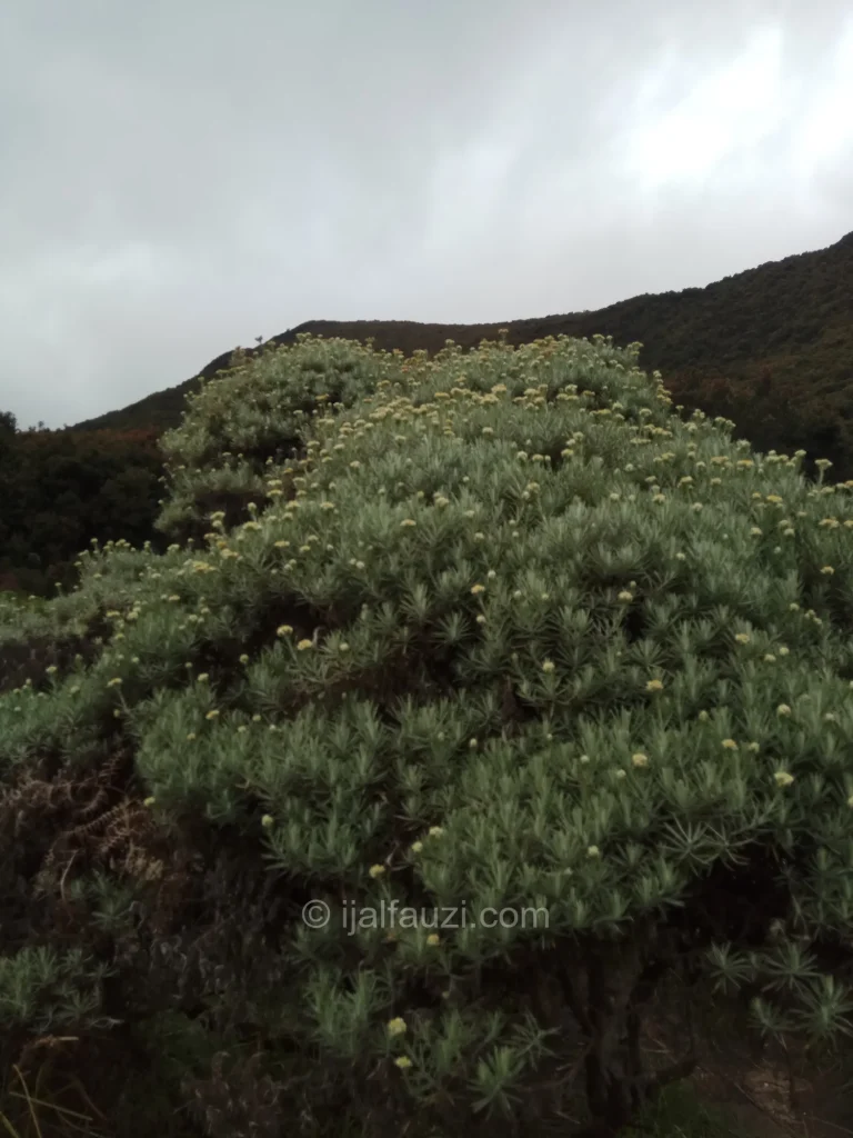 Fun Hiking to Papandayan